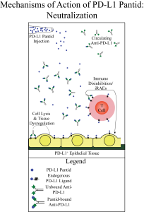 Figure 2: Pantids bind to circulating autoantibodies, neutralizing them and preventing tissue damage.